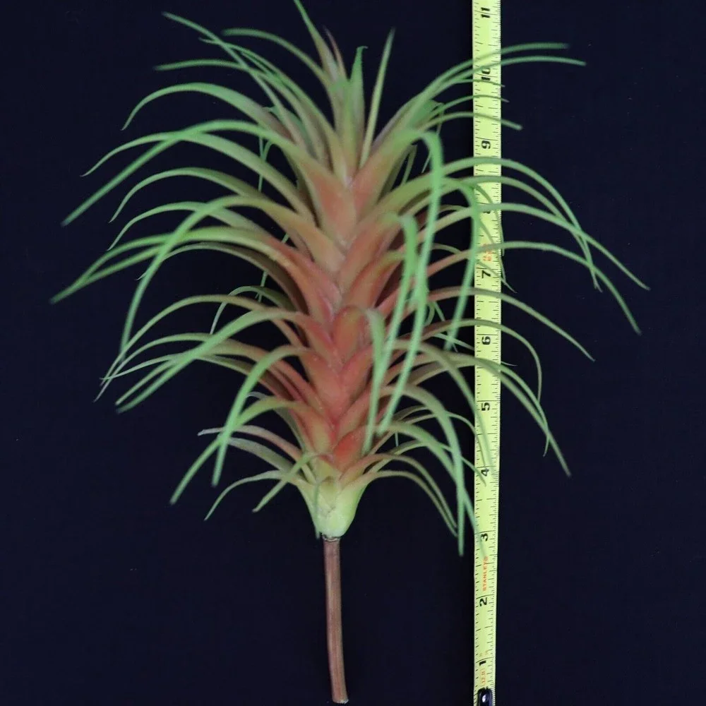 Lot of 5 - Tillandsia Air Plant Picks 7